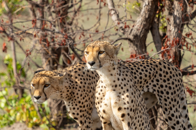 Cheetah brothers.jpg