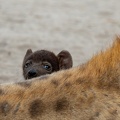 Hyena pup looking over mother's back