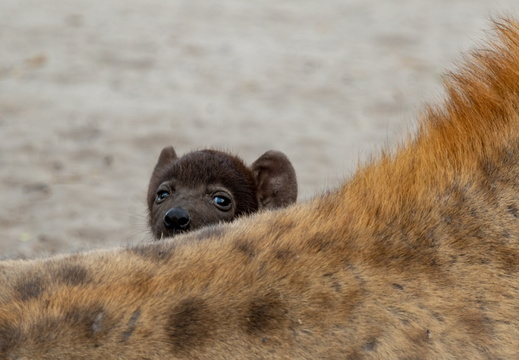 Hyena pup looking over mother's back