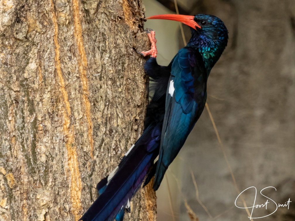 Red-billed or Green Woodhoopoe 