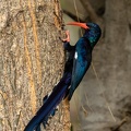Red-billed or Green Woodhoopoe 