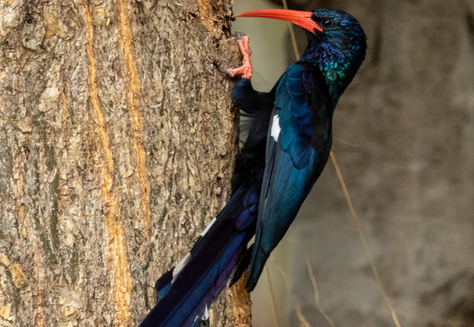 Red-billed or Green Woodhoopoe 