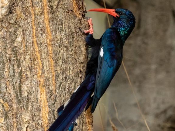 Red-billed or Green Woodhoopoe 