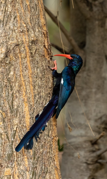 Red-billed or Green Woodhoopoe_.jpg