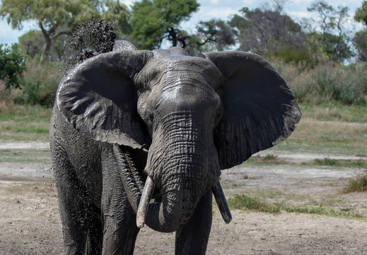 Muddy bush shower in Savute