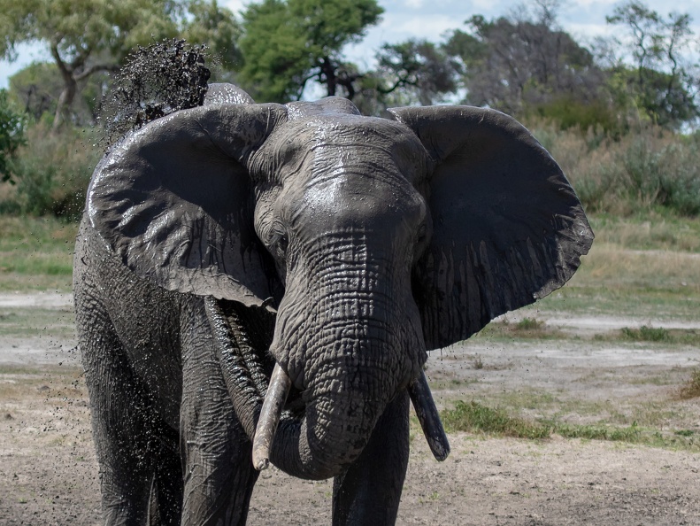 Muddy bush shower in Savute