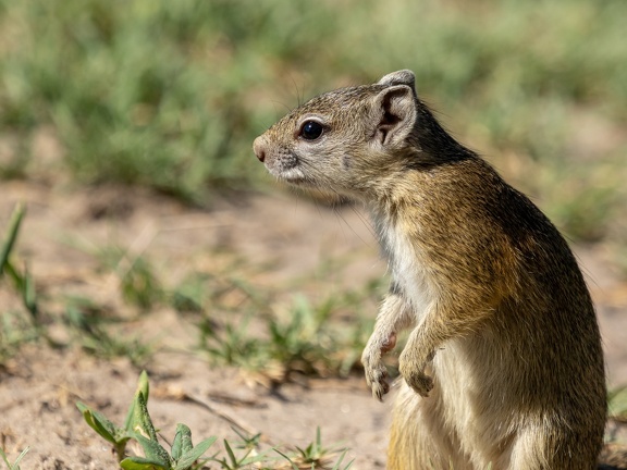 Squirrel