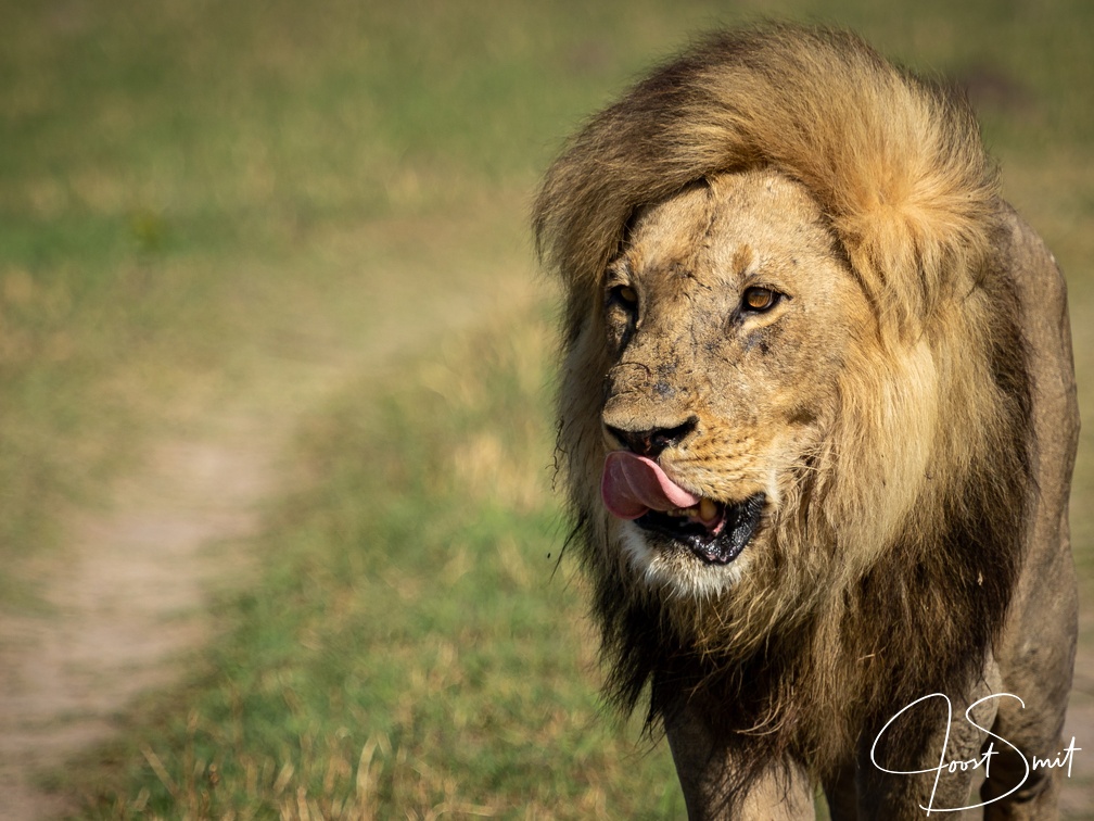 Male lion of the Marsh Pride in Savute