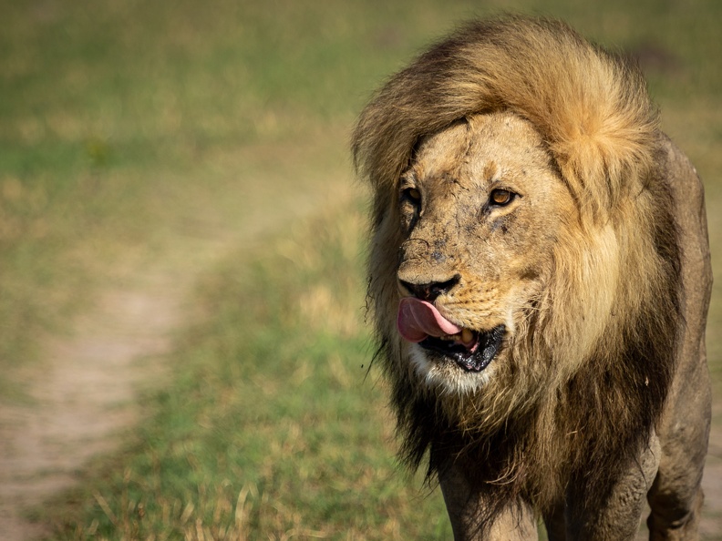 Male lion of the Marsh Pride in Savute