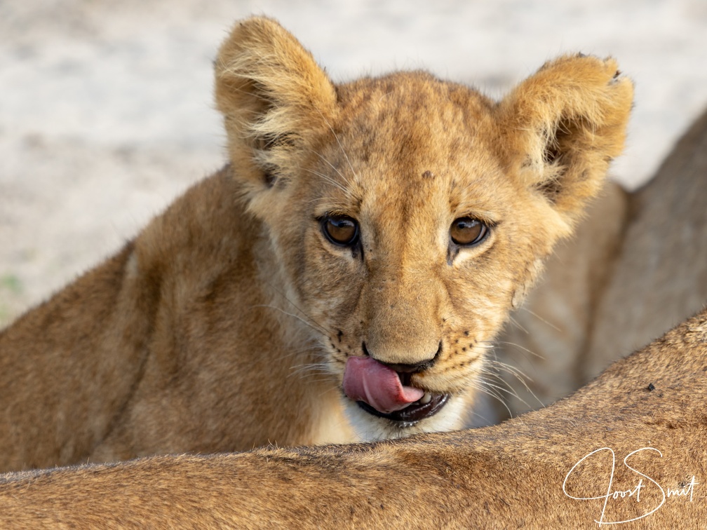 Lion cub looking of mothers back