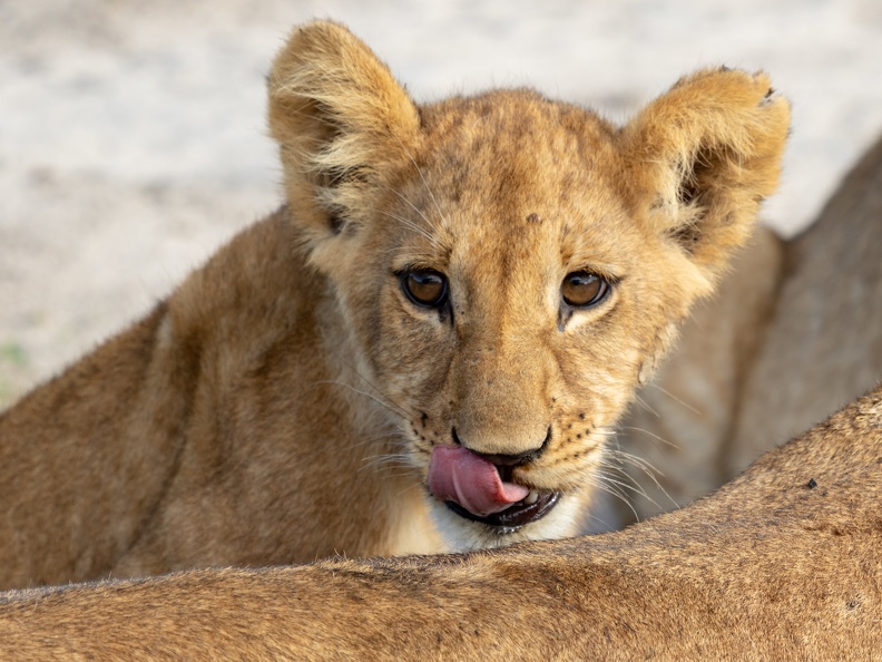 Lion cub looking of mothers back