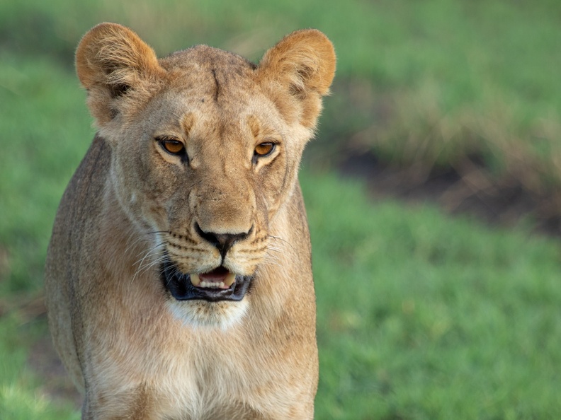 Lion of the marsh pride