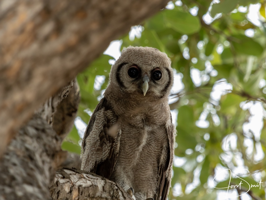 Giant Eagle Owl in Savute