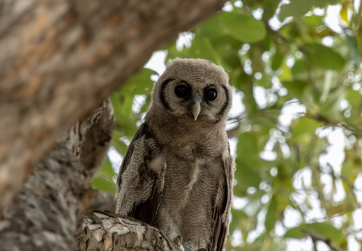 Giant Eagle Owl in Savute