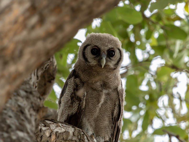 Giant Eagle Owl in Savute