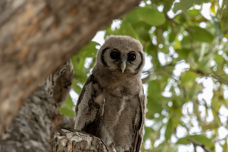 Giant Eagle Owl in Savute.jpg