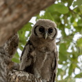 Giant Eagle Owl in Savute.jpg