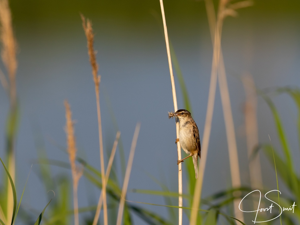 Rietzanger met vliegjes in de snavel