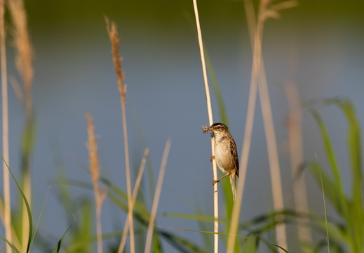 Rietzanger met vliegjes in de snavel