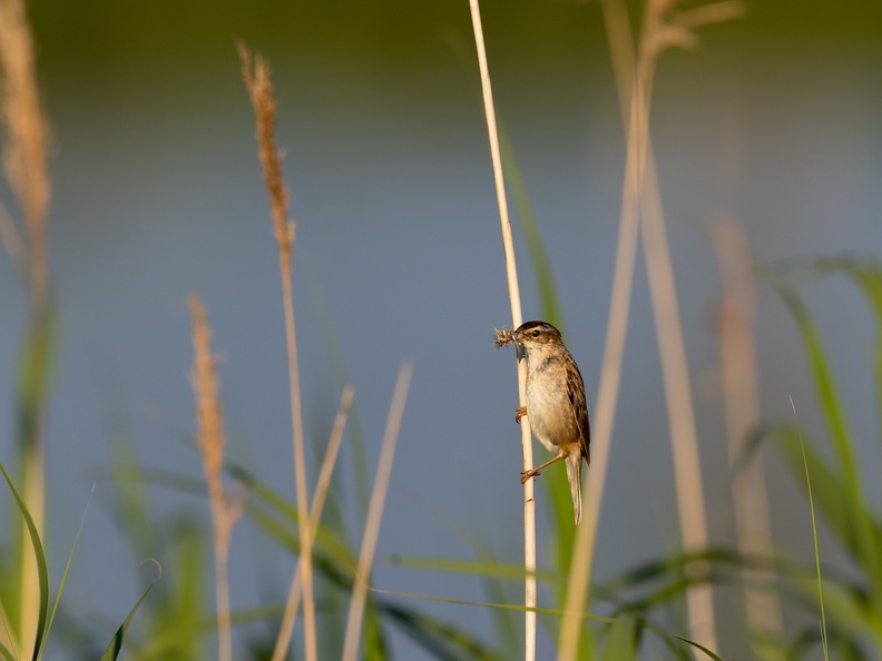 Rietzanger met vliegjes in de snavel
