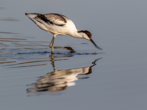 Avocet with reflection
