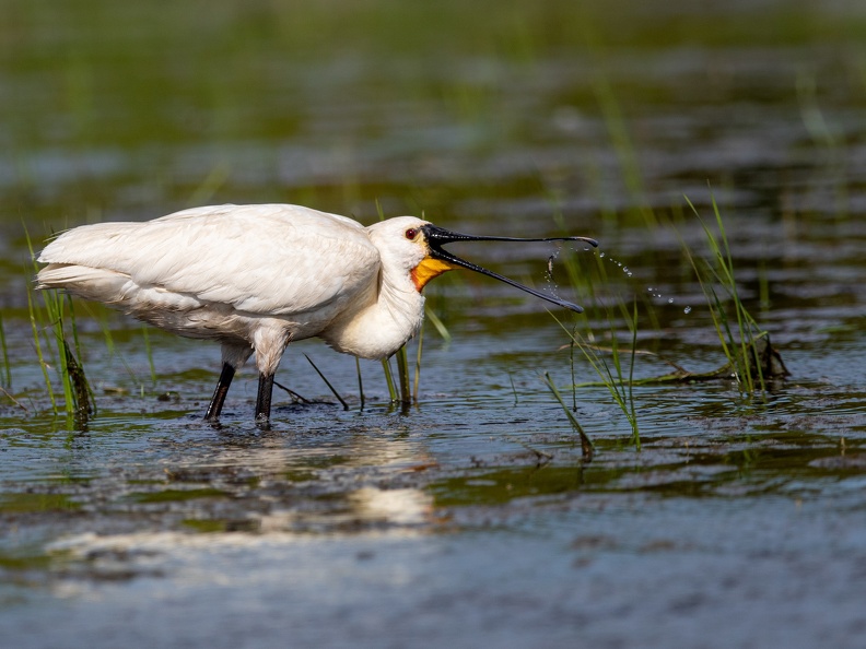 Lepelaar gooit een visje op