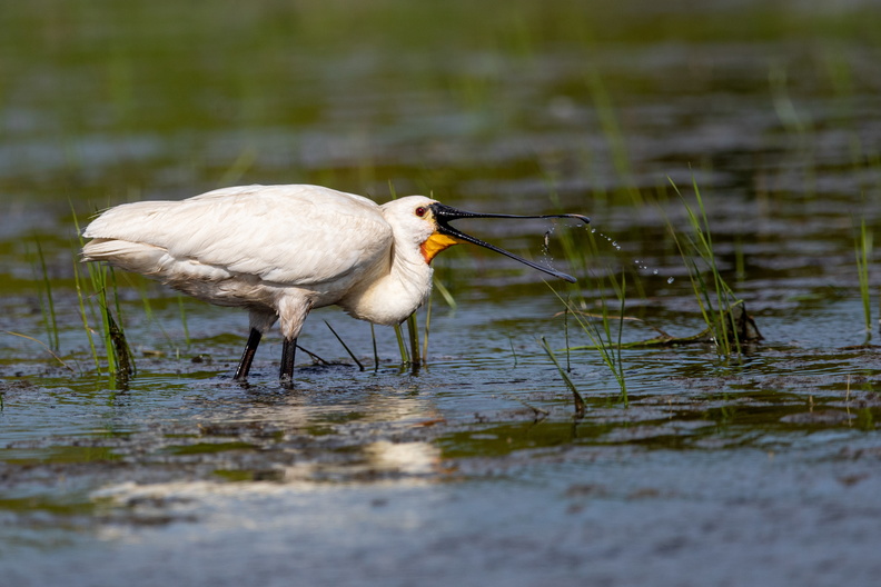 Lepeleaar gooit een visje op.jpg