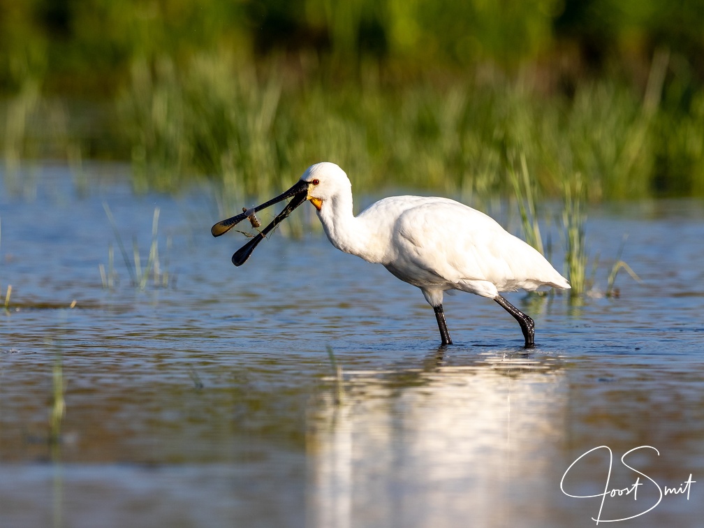 Lepelaar vangt een vis