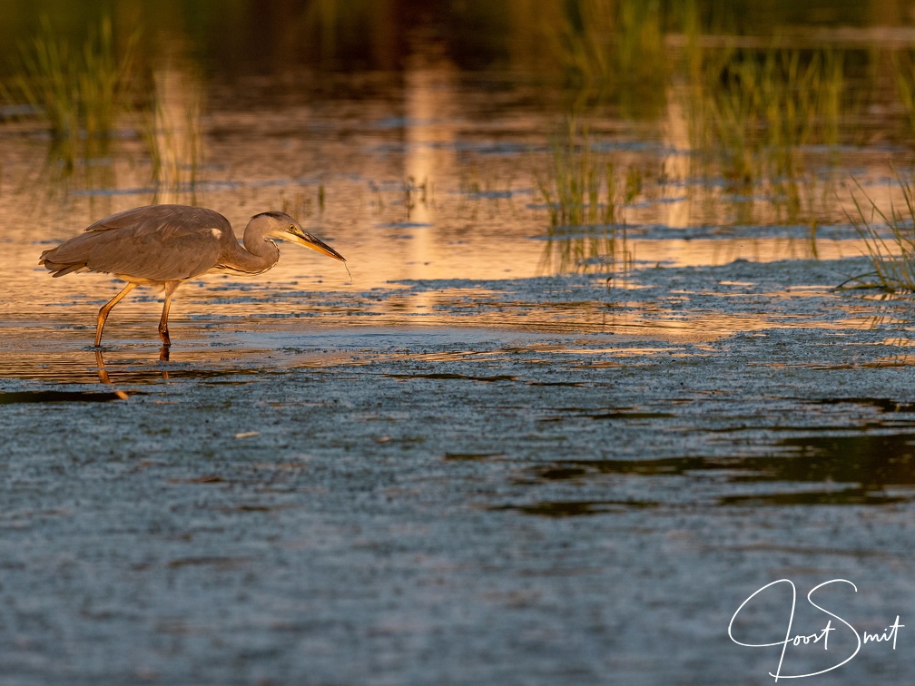 Blauwe reiger in avondlicht