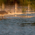 Blauwe reiger in avondlicht