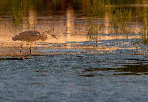 Blauwe reiger in avondlicht