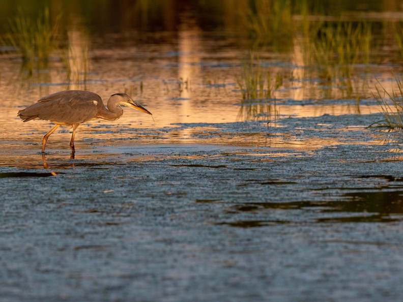 Blauwe reiger in avondlicht
