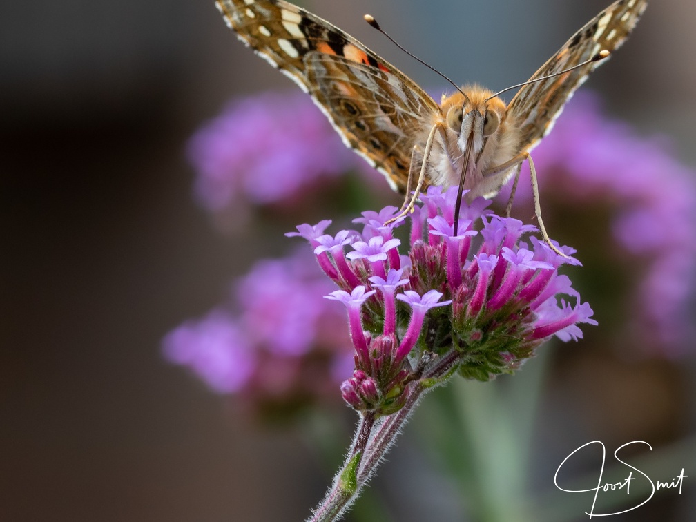 Distelvlinder zuigt nectar uit Ijzerhard