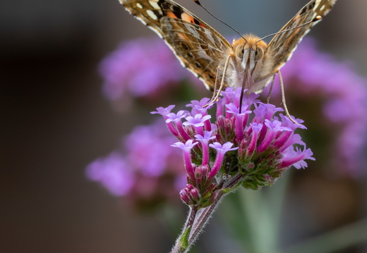 Distelvlinder zuigt nectar uit Ijzerhard