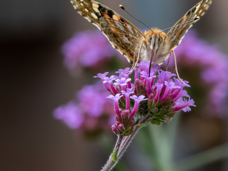 Distelvlinder zuigt nectar uit Ijzerhard