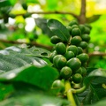 Coffee beans growing