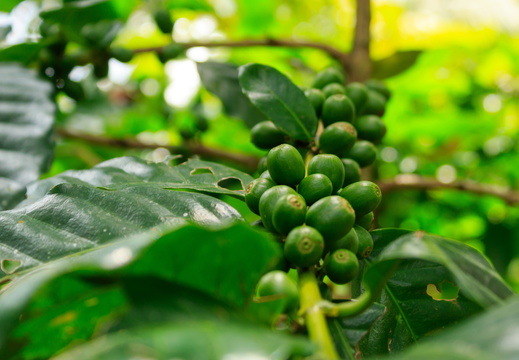 Coffee beans growing