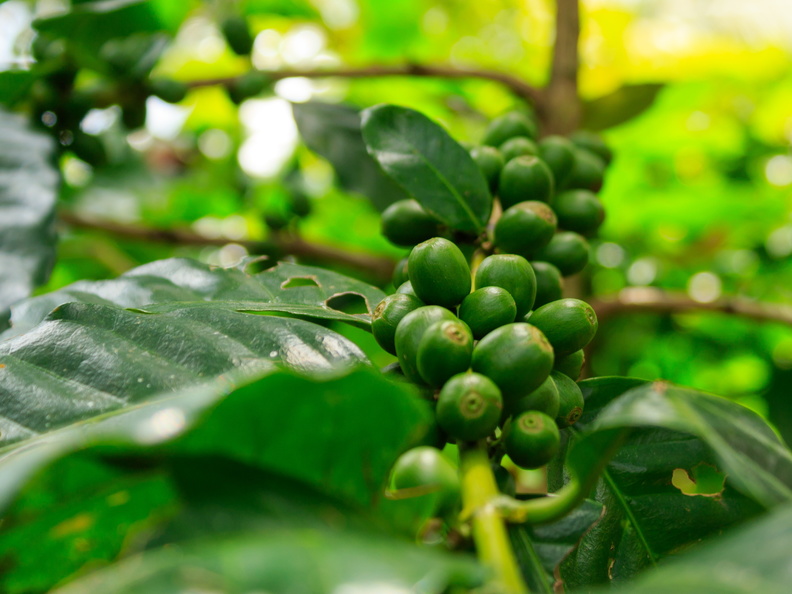Coffee beans growing
