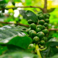 Coffee beans growing.jpg