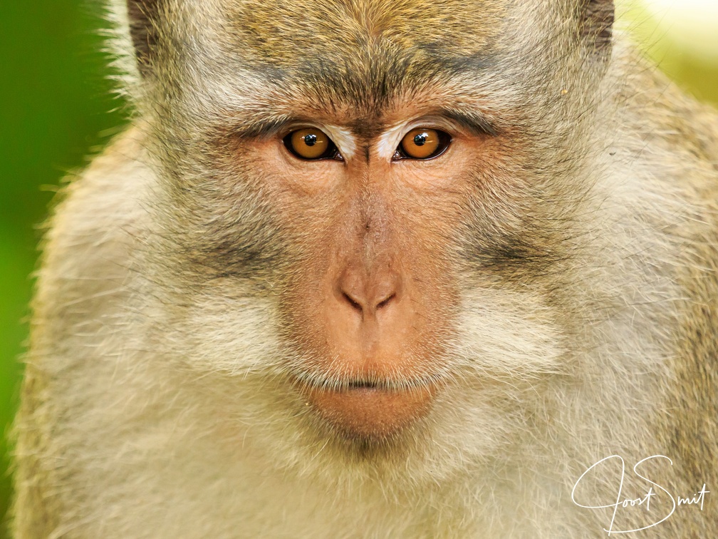 Staring in to the camera - Monkey Forest, Ubud