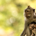 Crab-eating macaque with baby