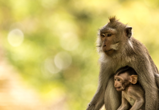 Crab-eating macaque with baby