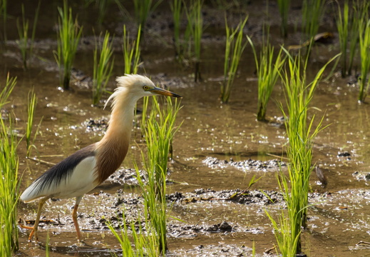 Javan Pond Heron in a rice field