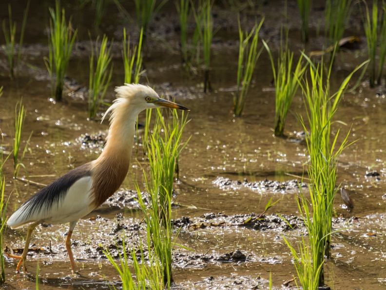 Javan Pond Heron in a rice field