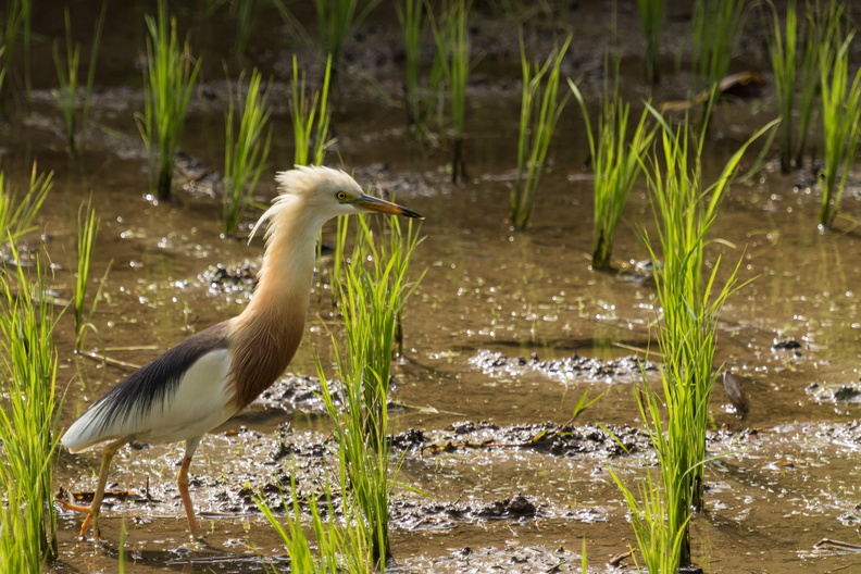 Javan Pond Heron in a rice field.jpg