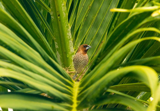 Scaly-breasted Munia in a Palm-tree