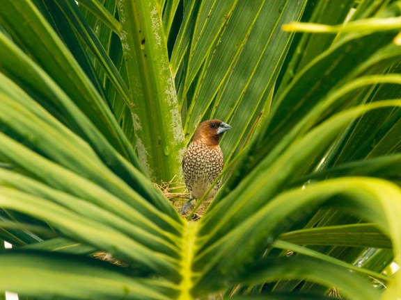 Scaly-breasted Munia in a Palm-tree