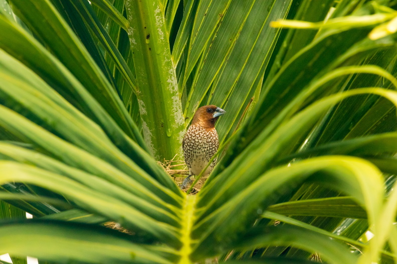 Scaly-breasted Munia in a Palm-tree.jpg