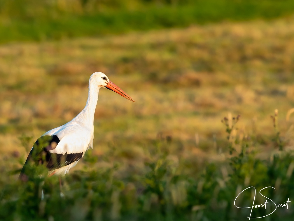 Ooievaar in het gras