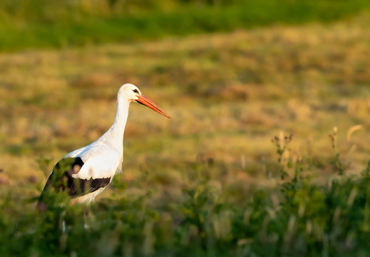 Ooievaar in het gras